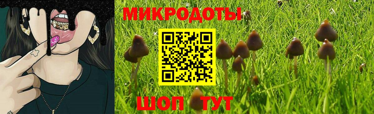 Псилоцибиновые грибы Psilocybine cubensis Таганрог